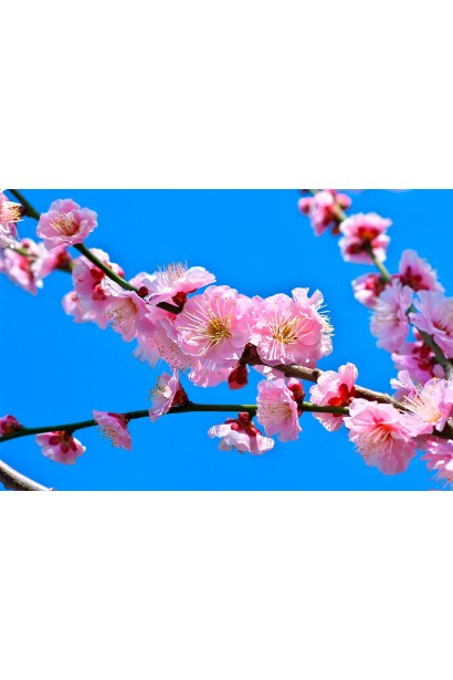 Абрикос Ерлі Ред Оранж ранній | Абрикос Эрли Ред Оранж ранний | Prunus armeniaca Early Red Orange